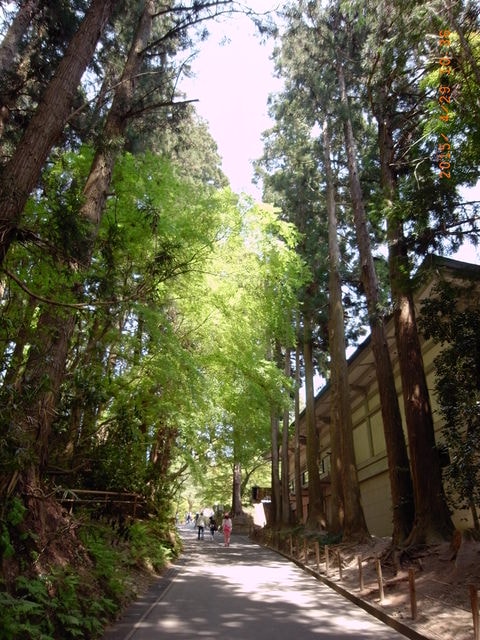東北賞「落」櫻行第四天（2015.4.26-30）
