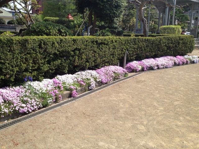 東北賞「落」櫻行第四天（2015.4.26-30）