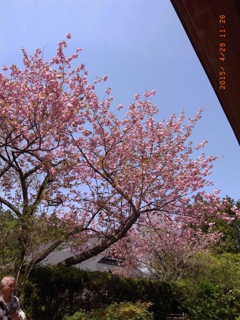 東北賞「落」櫻行第四天（2015.4.26-30）
