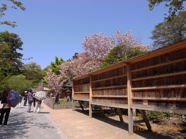東北賞「落」櫻行第五天（2015.4.26-30）
