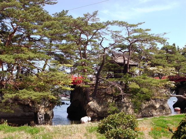 東北賞「落」櫻行第五天（2015.4.26-30）