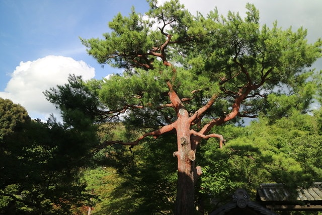照片 3088.jpg - 日本大阪行（2015.7.9-14）