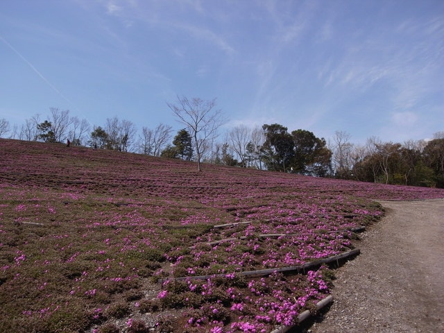 R0030546.JPG - 2016日本鹿兒島行