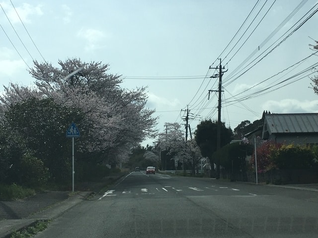照片 1716.jpg - 2016日本鹿兒島行