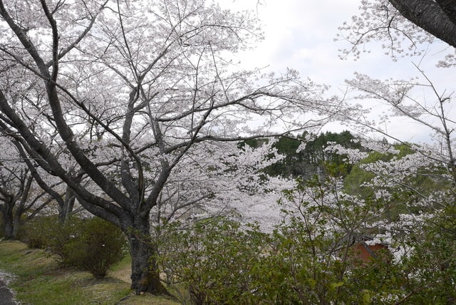 P1230441.JPG - 2016日本鹿兒島行