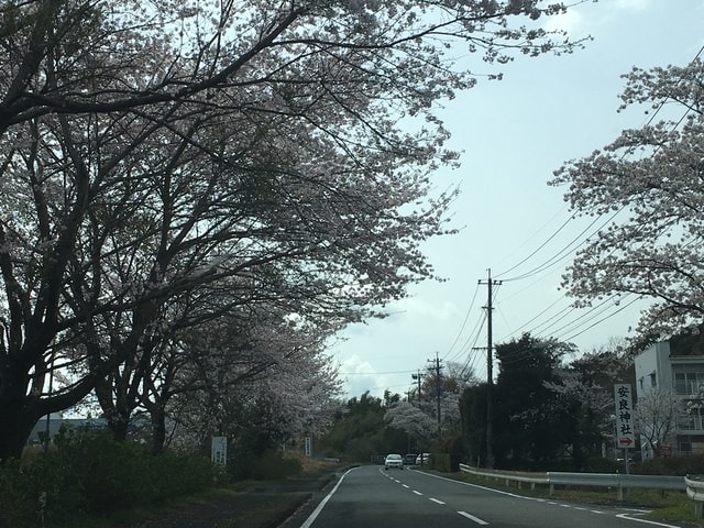 照片 1712.jpg - 2016日本鹿兒島行
