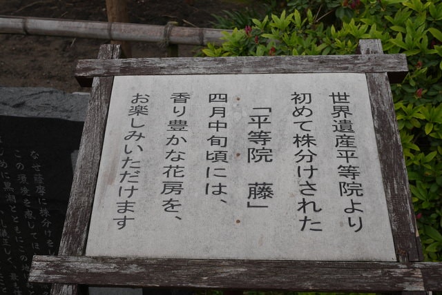 P1230782.JPG - 2016日本鹿兒島行