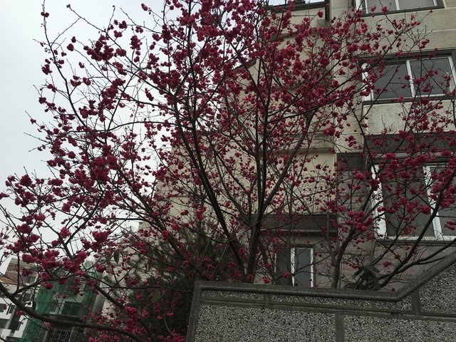 照片 2638.jpg - 2016.1~