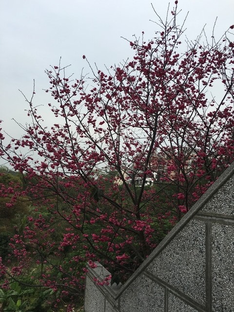 照片 2640.jpg - 2016.1~