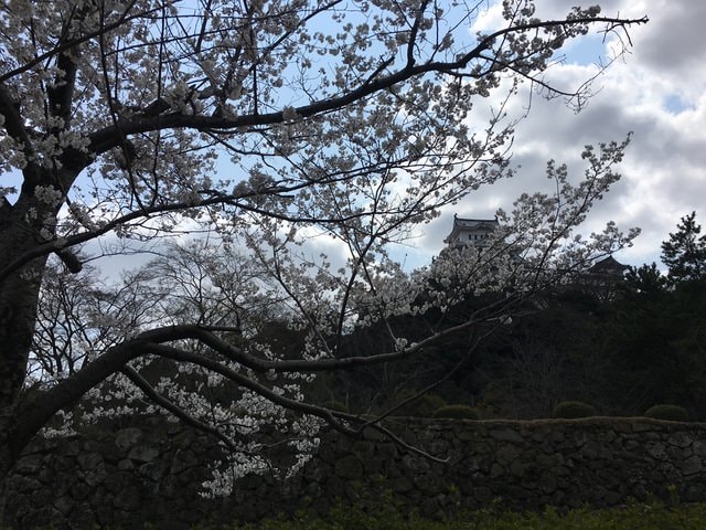 IMG_9531.jpg - 2017日本四國賞櫻（2017.3.31-4.4）