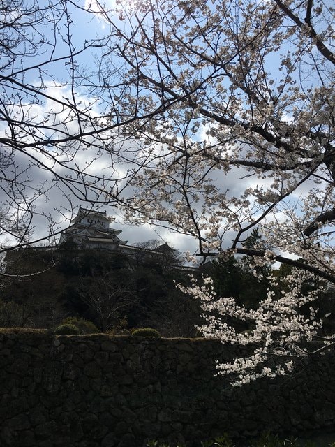 IMG_9545.jpg - 2017日本四國賞櫻（2017.3.31-4.4）