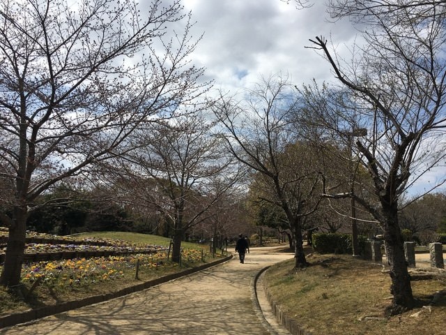 IMG_9530.jpg - 2017日本四國賞櫻（2017.3.31-4.4）