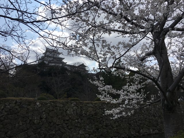 IMG_9540 (2).jpg - 2017日本四國賞櫻（2017.3.31-4.4）
