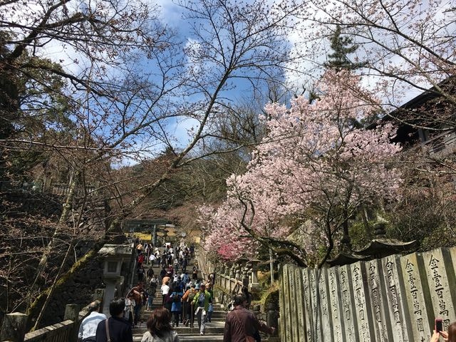 IMG_9708 (2).jpg - 2017日本四國賞櫻（2017.3.31-4.4）