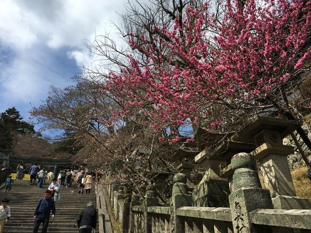 IMG_9718.jpg - 2017日本四國賞櫻（2017.3.31-4.4）