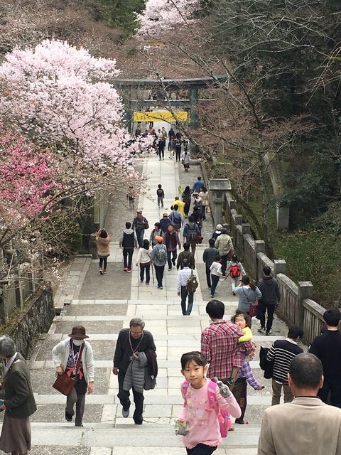 IMG_9731.jpg - 2017日本四國賞櫻（2017.3.31-4.4）