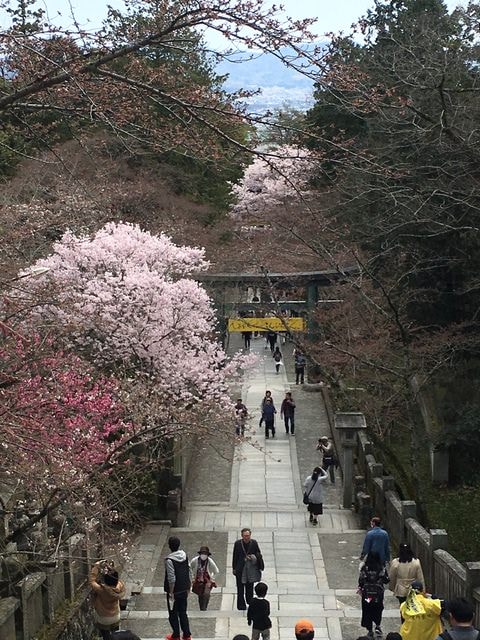 IMG_9729.jpg - 2017日本四國賞櫻（2017.3.31-4.4）