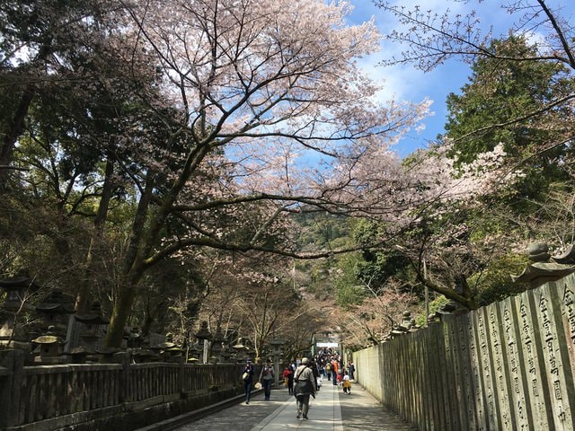 IMG_9700.jpg - 2017日本四國賞櫻（2017.3.31-4.4）