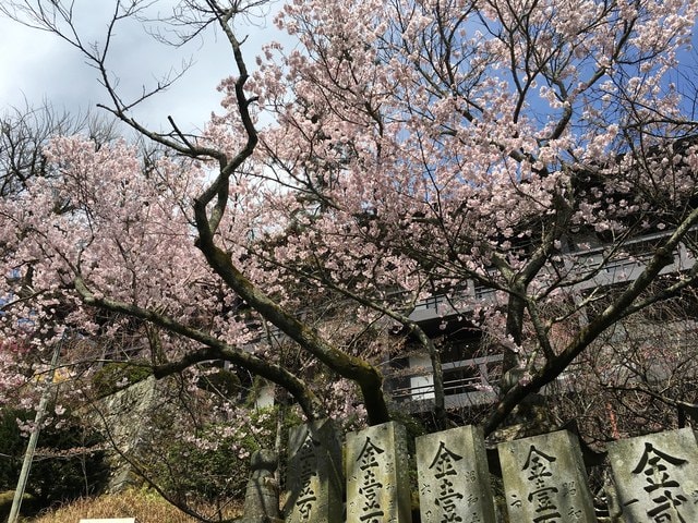 IMG_9716.jpg - 2017日本四國賞櫻（2017.3.31-4.4）