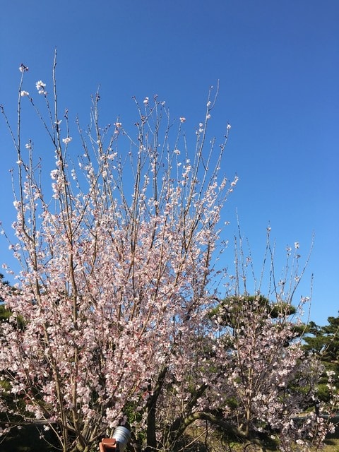 IMG_9937.jpg - 2017日本四國賞櫻（2017.3.31-4.4）