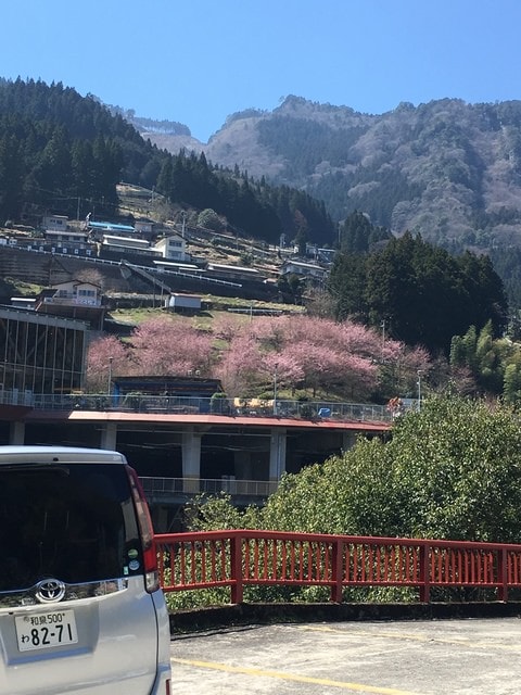 IMG_0145.jpg - 2017日本四國賞櫻（2017.3.31-4.4）