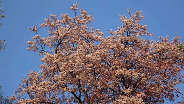DSC04532.JPG - 2017日本四國賞櫻（2017.3.31-4.4）