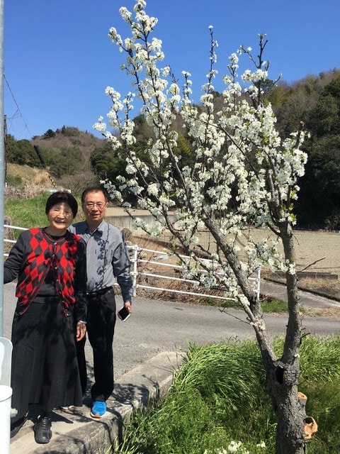 IMG_0163 (2).jpg - 2017日本四國賞櫻（2017.3.31-4.4）
