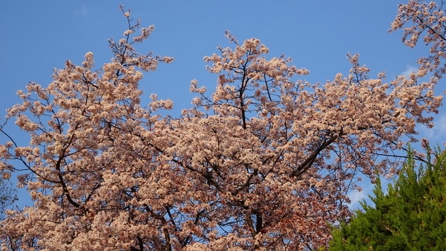 DSC04530.JPG - 2017日本四國賞櫻（2017.3.31-4.4）