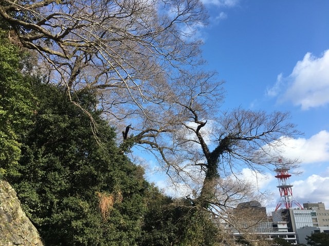 IMG_8404.JPG - 2018冬日本公務旅遊(2018.1.26-2.5)