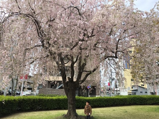 IMG_2248.JPG - 2018.4.4-4.16 日本行