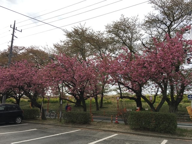 IMG_2271.JPG - 2018.4.4-4.16 日本行