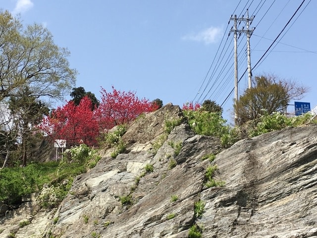 IMG_2364.JPG - 2018.4.4-4.16 日本行