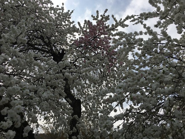 IMG_2420.JPG - 2018.4.4-4.16 日本行