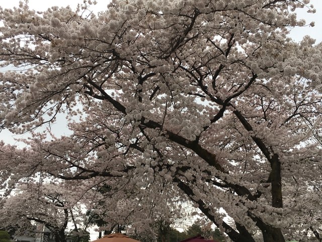 IMG_2485.JPG - 2018.4.4-4.16 日本行