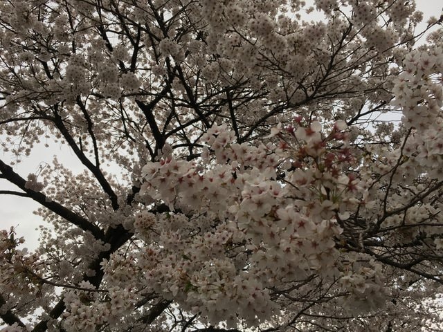 IMG_2505.JPG - 2018.4.4-4.16 日本行