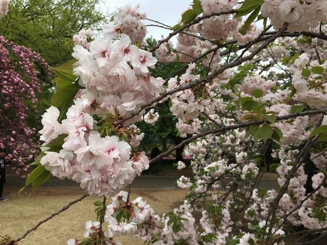 IMG_2991.JPG - 2018.4.4-4.16 日本行