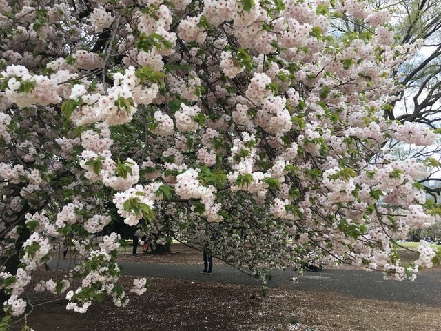 IMG_2959.JPG - 2018.4.4-4.16 日本行