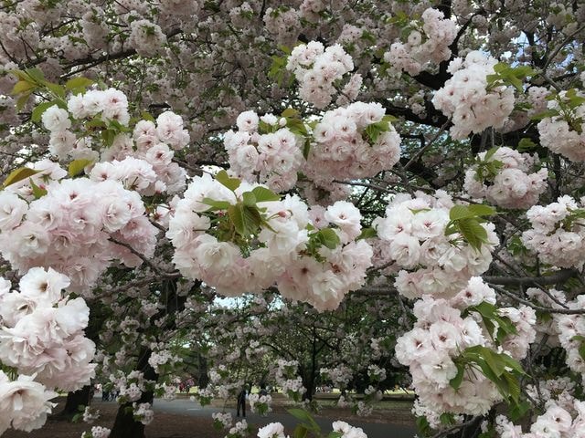 IMG_2985.JPG - 2018.4.4-4.16 日本行