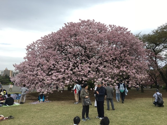 IMG_3032.JPG - 2018.4.4-4.16 日本行