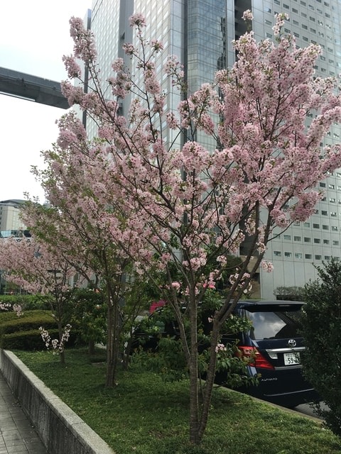 IMG_3211.JPG - 2018.4.4-4.16 日本行