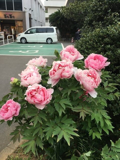 IMG_3236.JPG - 2018.4.4-4.16 日本行