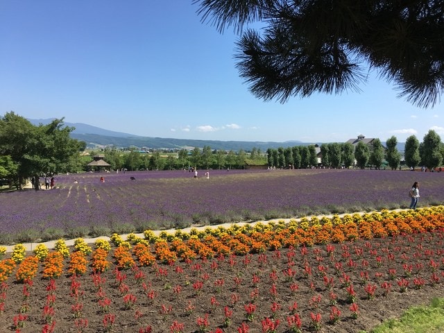 IMG_6748.JPG - 2018夏 日本公務旅遊行 (2018.7.19-28)