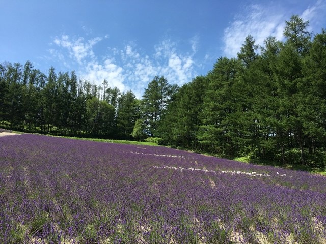 IMG_6719.JPG - 2018夏 日本公務旅遊行 (2018.7.19-28)