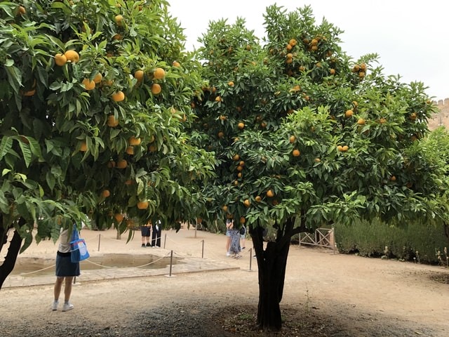 IMG_9980.JPG - 2019年西班牙旅遊(2019.7.6-16)