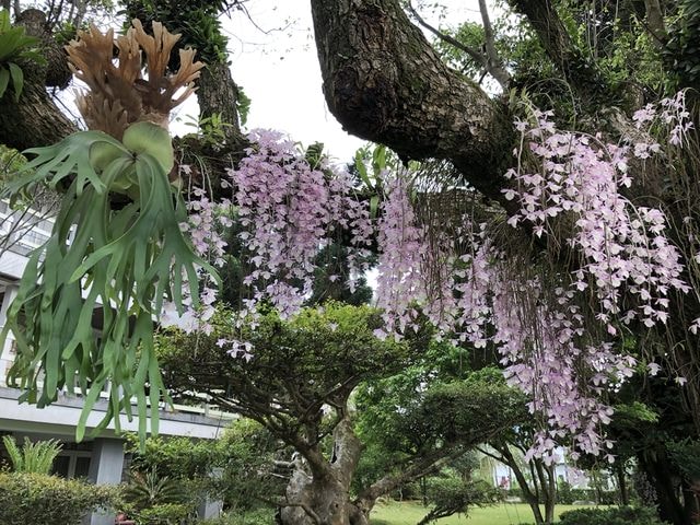 IMG_5084.JPG - 2019.4~
