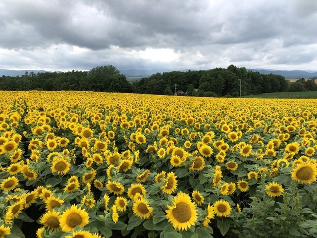 IMG_2859.JPG - 2019年夏季日本行(2019.7.21-31)