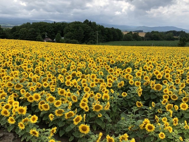 IMG_2826.JPG - 2019年夏季日本行(2019.7.21-31)