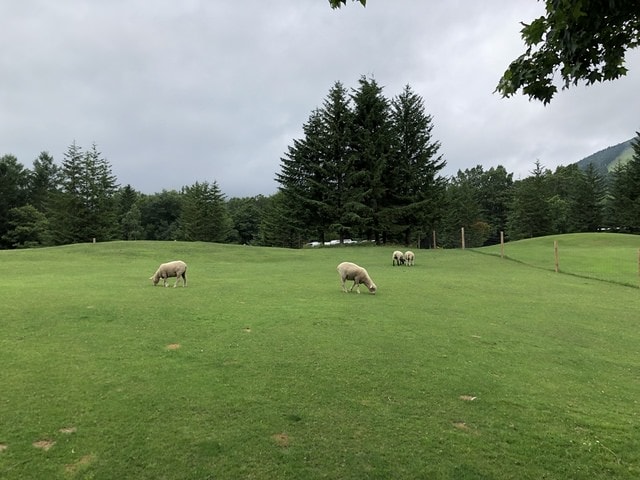 IMG_3235.JPG - 2019年夏季日本行(2019.7.21-31)