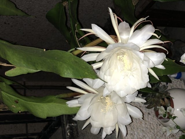 IMG_3669.JPG - 2019.4~