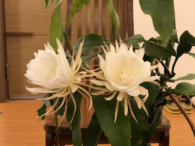 IMG_3640.JPG - 2019.4~